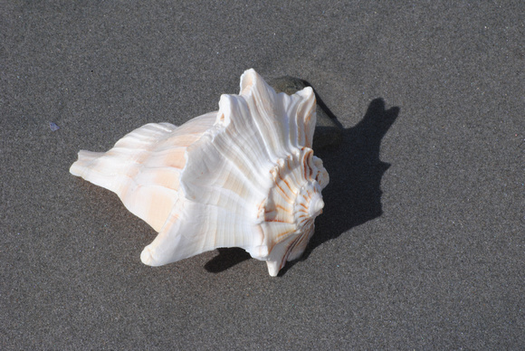 Shell on Sand