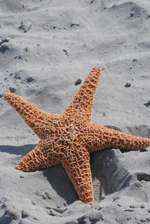 Star Fish on sand  2
