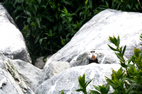 Puffin In the Rocks 2016