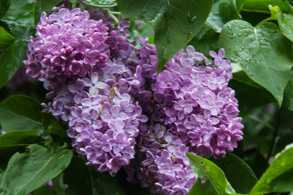 Lilac Flowers 2017