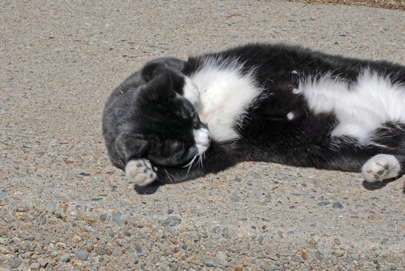 Nothing Like A Good Roll In The Dirt