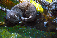 River Otter 2 2016