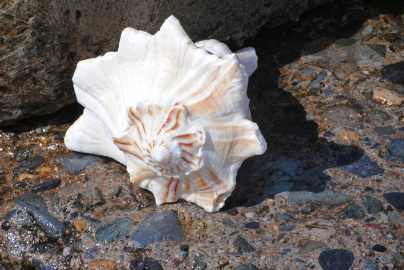Shell on Sand 2