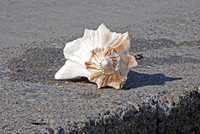 Shell on Sand 3