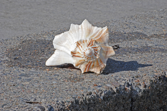 Shell on Sand 3