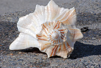 Shell on Sand 4