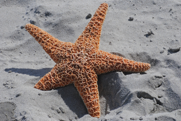 Star Fish on the sand