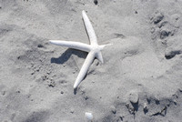 White Star in Sand