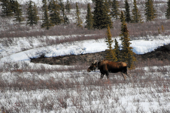 Radio Collared moose