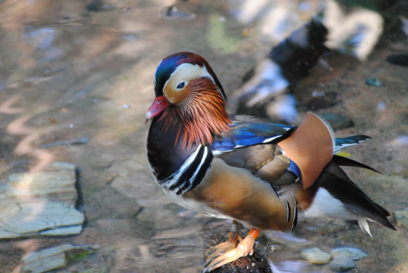 A Duck of many Colors