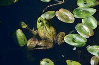 Frog in Duckweed 2016