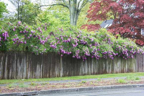 Lilacs Along the fence 2017
