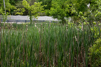 Cat Tails in the Pond 2017
