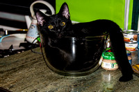 Cat in the bowl 2020