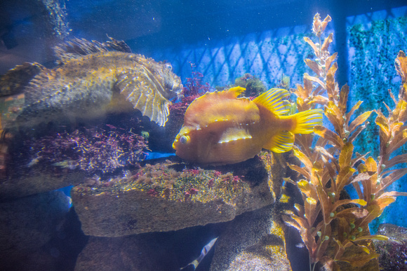 Colorful fish 2017
