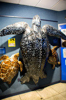 Sea Turtle Display 2017