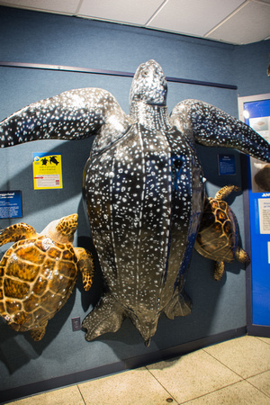 Sea Turtle Display 2017