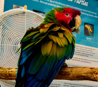 motley parrot