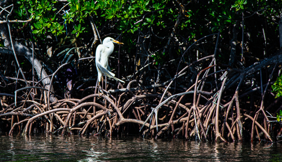 White Heron in Mangroves