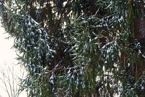 Pine Tree in Snow