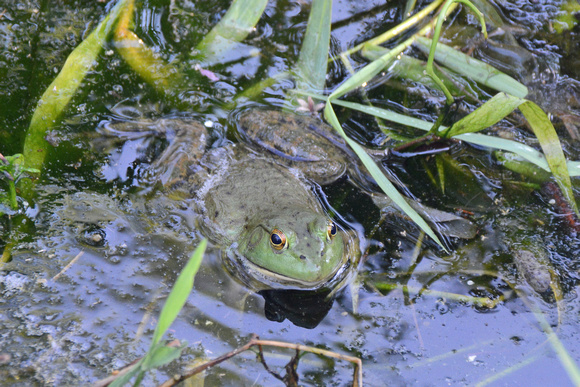 Frog in Marsh 2016