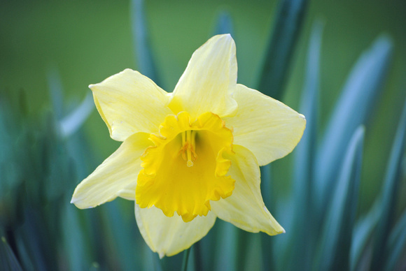 Daffodil in Yellow
