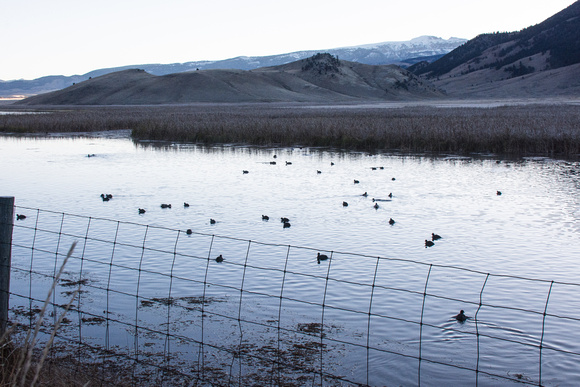 Migrating waterfowl fill the waterways 2017