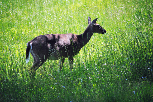 A Deer in a Field