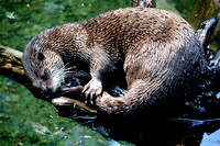 River Otter 3 2016