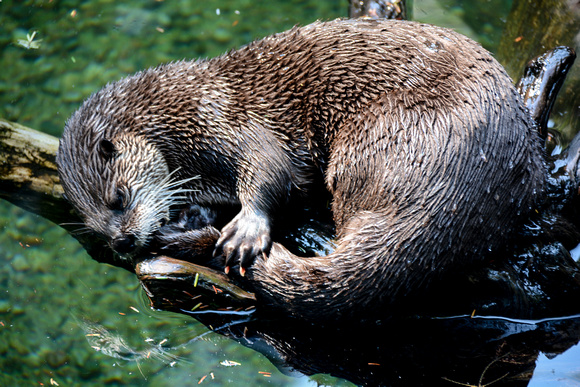 River Otter 3 2016